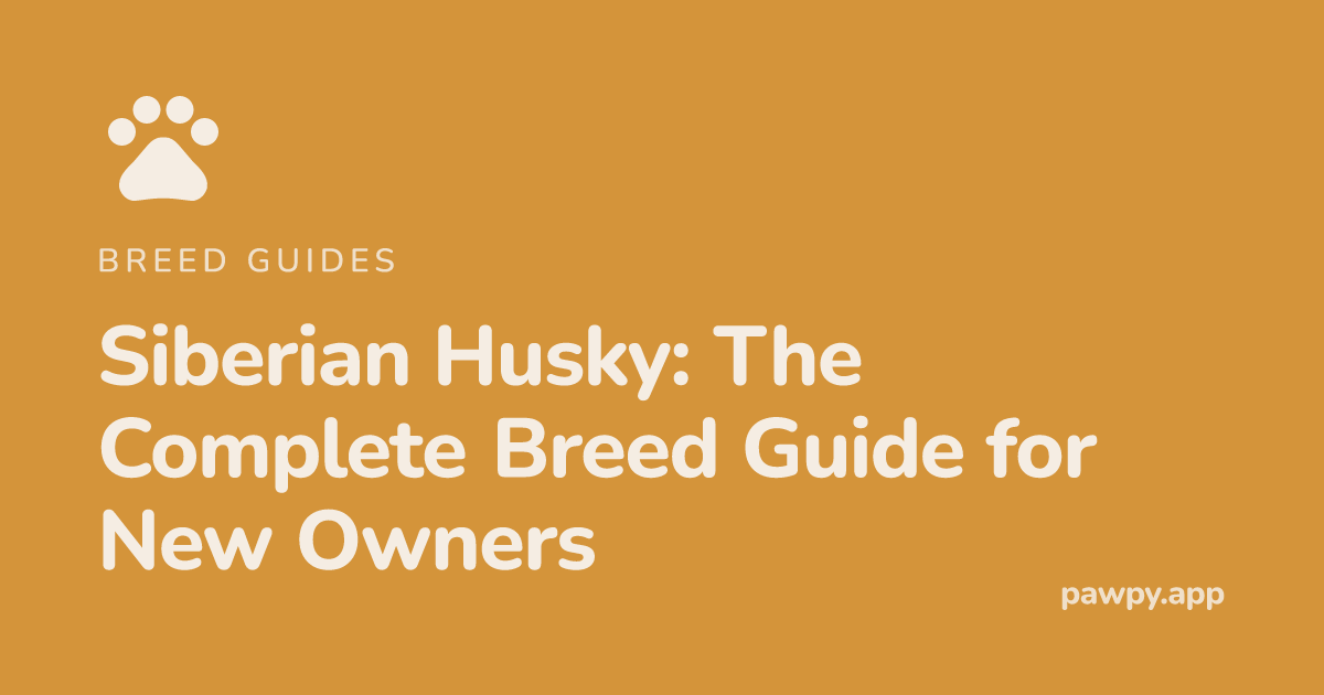 Siberian Husky: The Complete Breed Guide for New Owners | Pawpy Blog